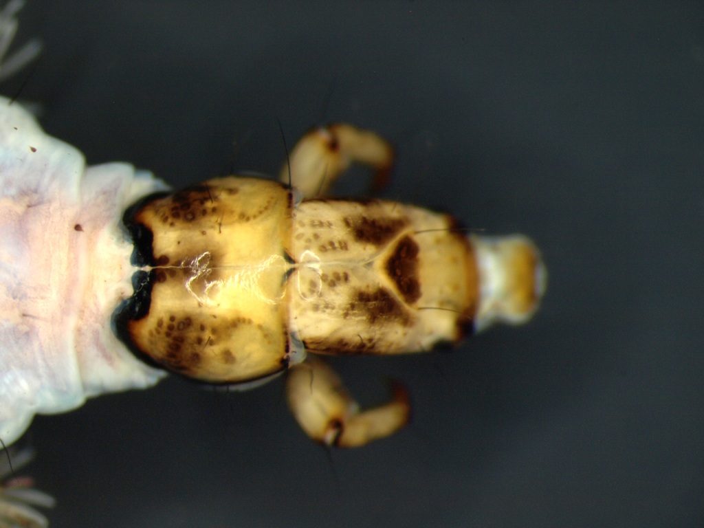 Rhyacophila fasciata